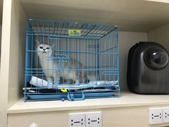 -菲丽丝宠物医院·24小时·猫科中心·免疫点(淮海分院)