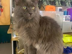 -平行世界·猫咖(首经贸店)