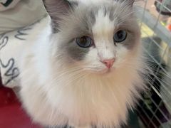 -和它·交个朋友·狗咖猫咖(爱琴海店)