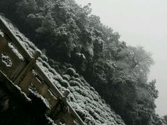 -十八棵（老龙井）御茶园(老龙井店)