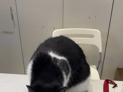 -关爱宠物医院·猫科中心·消化科(滨湖万达分院)