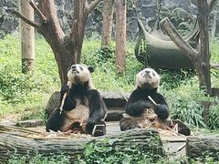 -都江堰中华大熊猫苑