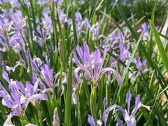 -元大都城垣遗址公园