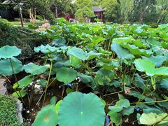 -秋霞圃