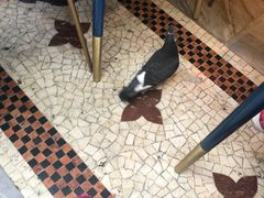 -埃马努埃莱二世拱廊