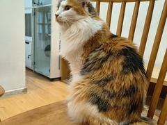 -是阿柴呀！柴犬咖啡·爱喵喵猫咖