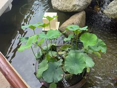 -醉香隆.山水庭院.湖北菜(东湖店)