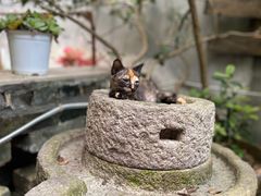 -周大娘牛乳(旧寨古村总店)