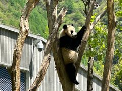 -卧龙中华大熊猫苑神树坪基地