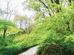 -上海共青森林公园