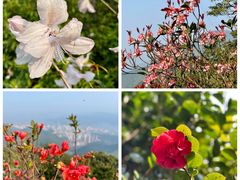 -梧桐山风景名胜区