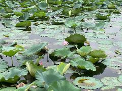 -荷塘月色湿地公园·向阳花洲
