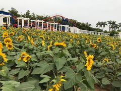 -百万葵园