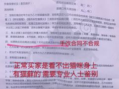-糯米喵星人总部直营旗舰店·猫舍·幼猫出售