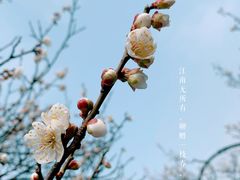 -无锡梅园公园