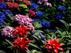 -深圳国际园林花卉博览园