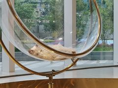 -飞行喵MR PILOT|猫舍·猫咖(静安大融城店)
