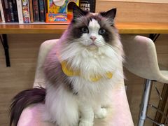-滚猫咖啡·猫咖·猫友好撸猫(未来城店)