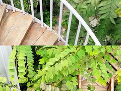 -郑州植物园