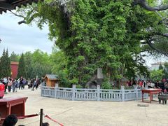 -大槐树寻根祭祖园