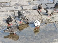 -槟城观音庙(Goddess of Mercy)