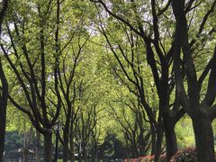 -金银湖国家城市湿地公园