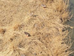 -北京麋鹿生态实验中心