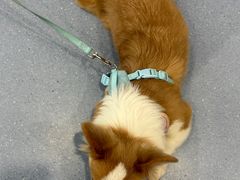 -宠物星动物医院·眼科·异宠·猫科(江南大道总院)