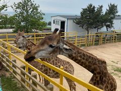 -西霞口神雕山野生动物世界