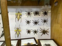 -上海大自然野生昆虫馆(东方明珠·爬宠昆虫探索中心)
