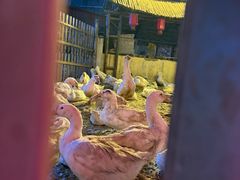 -鱼窝棚柴火铁锅炖(富山屯店)