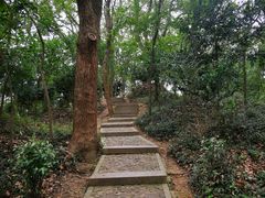 -上海佘山国家森林公园天马山园