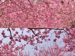 -天适樱花悠乐园