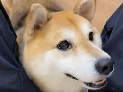 -是阿柴呀！柴犬咖啡·爱喵喵猫咖