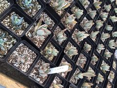 南农多肉大棚-南农多肉大棚