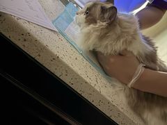 -宠爱国际动物医院·消化内科·心肾内科·ISFM猫友好(望京店)