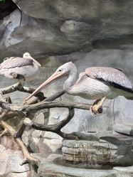 -Zoolung Zoolung动物主题公园(海信广场店)