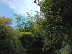 -西湖风景区十里琅珰-五云山