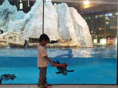 -帝企鹅自助餐厅•儿童岛•真企鹅(长隆企鹅酒店)