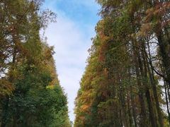 -上海海湾国家森林公园