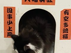 -楼上猫咖(罗湖店)