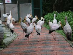 -吉隆坡雀鸟公园