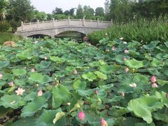 -映月湖公园