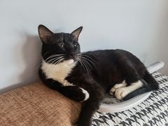 -长藤鬼校(龙翔店)