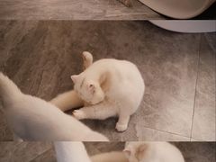 -More Fun猫咖 二十只万元加菲主题