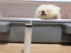-芭比堂动物医院·心脏专科·夜诊·吉雅分院