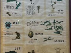 -广东中医药博物馆