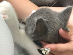 -Meowの猫咖(万家丽店)