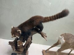 -国家自然博物馆