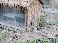 -成都动物园